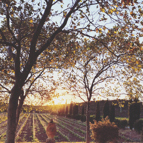 À la découverte de l'AOC Côtes de Provence Fréjus